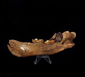 Cave Bear jaw for sale | Buried Treasure Fossils