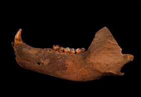 Top quality cave bear jaw for sale | Buried Treasure Fossils