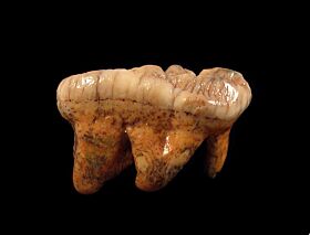 Perfect cave bear tooth for sale | Buried Treasure Fossils