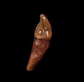 Cave bear incisor tooth for sale | Buried Treasure Fossils