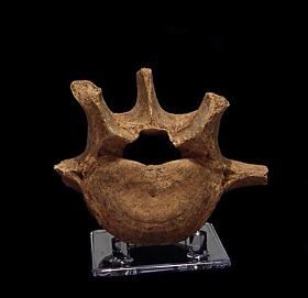 Romanian Cave bear vertebra for sale | Buried Treasure Fossils