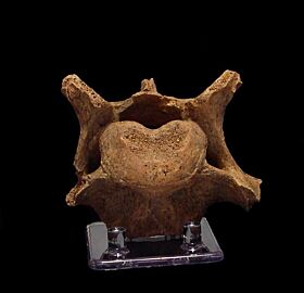Cave Bear vertebra
