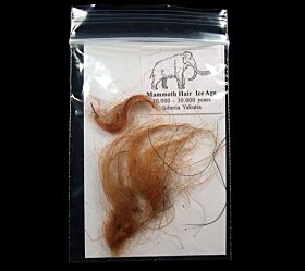 Real Woolly Mammoth hair for sale | Buried Treasure Fossils