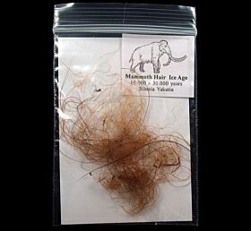 Mammoth hair for sale | Buried Treasure Fossils