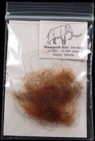 Real Wooly Mammoth hair for sale | Buried Treasure Fossils