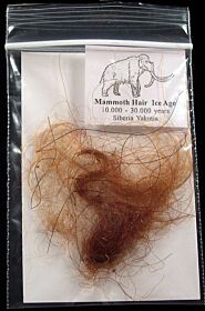 Siberian Woolly Mammoth hair for sale | Buried Treasure Fossils