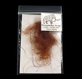 Real Mammoth hair for sale | Buried Treasure Fossils