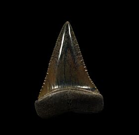 Quality So. African Great White shark tooth for sale | Buried Treasure Fossils