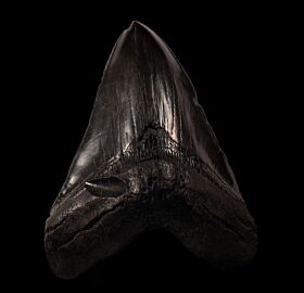 Huge So. Carolina Megalodon tooth for sale | Buried Treasure Fossils