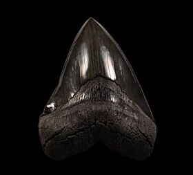 BIG So. Carolina Megalodon tooth for sale | Buried Treasure Fossils