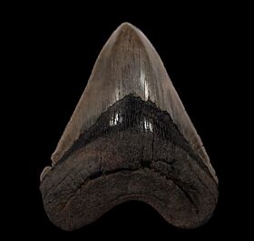 So. Carolina Megalodon tooth for sale | Buried Treasure Fossils