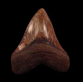 BIG Carolina Megalodon tooth for sale | Buried Treasure Fossils