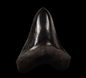 Large So. Carolina Megalodon tooth for sale | Buried Treasure Fossils