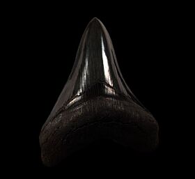Gem brown Megalodon tooth for sale | Buried Treasure Fossils