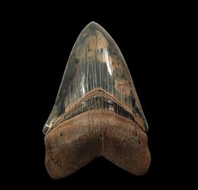 Nice So. Carolina Megalodon tooth for sale | Buried Treasure Fossils