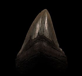 Charcoal gray Megalodon tooth for sale | Buried Treasure Fossils