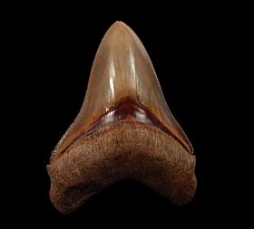 Nice black Megalodon tooth for sale | Buried Treasure Fossils