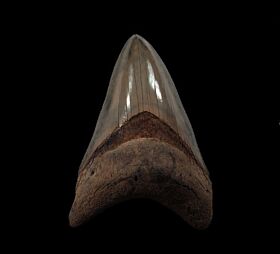 Charcoal gray Megalodon tooth for sale | Buried Treasure Fossils