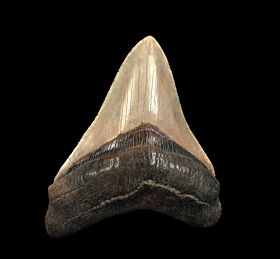 Gray SC Megalodon tooth for sale | Buried Treasure Fossils