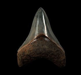 Gray SC Megalodon tooth for sale | Buried Treasure Fossils