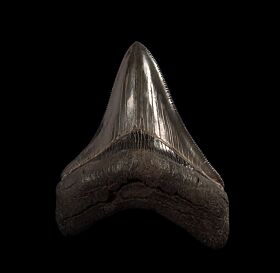 Top quality Megalodon tooth for sale : Buried Treasure Fossils