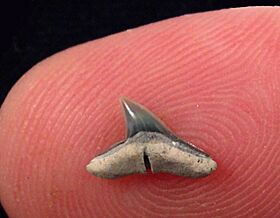 Sphyrna latidens Hammerhead shark tooth for sale | Buried Treasure Fossils