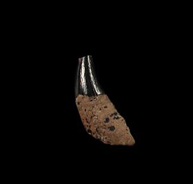 Archaeocete whale tooth from So. Carolina | Buried Treasure Fossils