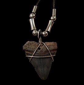 Hastalis Mako shark tooth necklace for sale | Buried Treasure Fossils