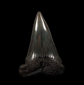 Extra Large Isurus hastalis shark tooth for sale | Buried Treasure Fossils