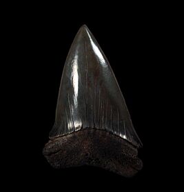 Big Black Mako shark teeth for sale | Buried Treasure Fossils