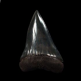 Extra Large Isurus hastalis tooth for sale | Buried Treasure Fossils