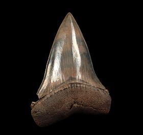 Real SC Isurus hastalis tooth for sale | Buried Treasure Fossils
