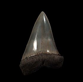 Cheap Big-tooth Mako shark tooth for sale | Buried Treasure Fossils