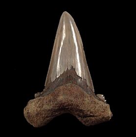 A huge ~4" Harleyville Auriculatus tooth for sale | Buried Treasure Fossils