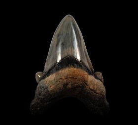 GEM Auriculatus tooth for sale from So. Carolina | Buried Treasure Fossils