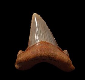 Large Top quality Auriculatus tooth for sale from Harleyville, So. Carolina.