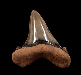 Big Harleyville Auriculatus tooth for sale from So. Carolina | Buried Treasure Fossils