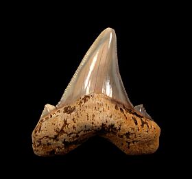 Big Harleyville Auriculatus tooth for sale from So. Carolina | Buried Treasure Fossils