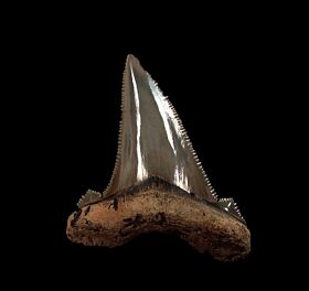 So. Carolina Auriculatus tooth for sale | Buried Treasure Fossils