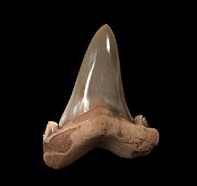 Harleyville Carcharocles auriculatus tooth for sale | Buried Treasure Fossils
