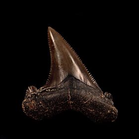 Carcharocles sokolovi  tooth for sale | Buried Treasure Fossils