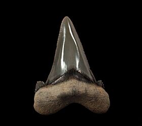 Harleyville Otodus auriculatus tooth for sale | Buried Treasure Fossils