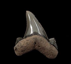 So. Carolina Otodus auriculatus tooth for sale | Buried Treasure Fossils