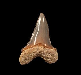 Cheap  Otodus auriculatus tooth for sale | Buried Treasure Fossils