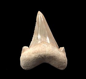 Bargain Harleyville Auriculatus lateral tooth for sale | Buried Treasure Fossils