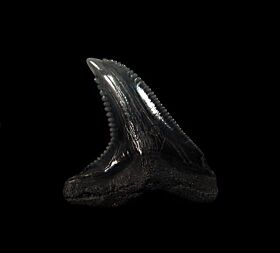 Real SC Hemipristis tooth for sale | Buried Treasure Fossils