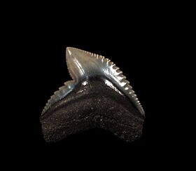 Ridgeville Tiger shark tooth for sale | Buried Treasure Fossils