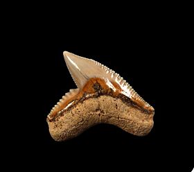 Cheap SC Tiger shark tooth for sale | Buried Treasure Fossils