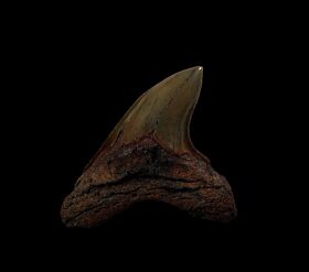 Big Alopias grandis tooth for sale | Buried Treasure Fossils
