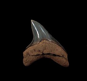 Alopias grandis tooth for sale | Buried Treasure Fossils